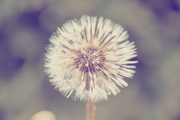 Close up of Dandelion on background green grass — Stock Photo, Image