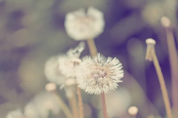 Close up of Dandelion on background green grass — Stock Photo, Image