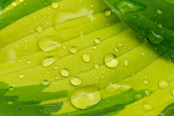 Капли воды на зеленом листке растения — стоковое фото
