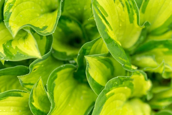 Water druppels op groene plant blad — Stockfoto