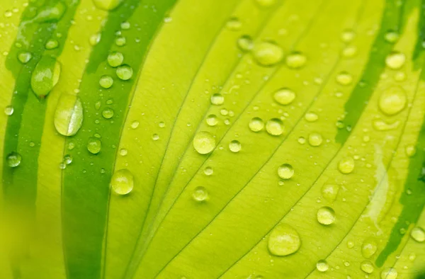 Wassertropfen auf grünem Pflanzenblatt — Stockfoto