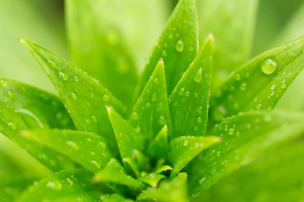 Water drops on green plant leaf — Stock Photo, Image