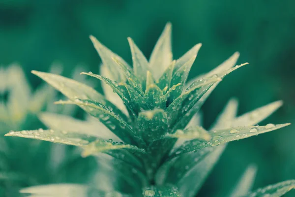 Gotas de agua en hoja de planta verde —  Fotos de Stock