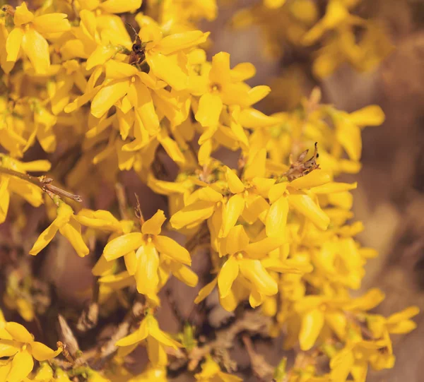 Sárga tavaszi virág forsythia — Stock Fotó