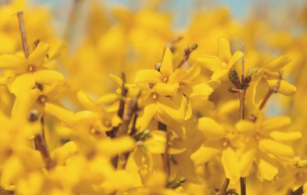 Flor amarela da mola forsythia — Fotografia de Stock