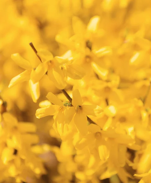 Yellow spring flower forsythia — Stock Photo, Image