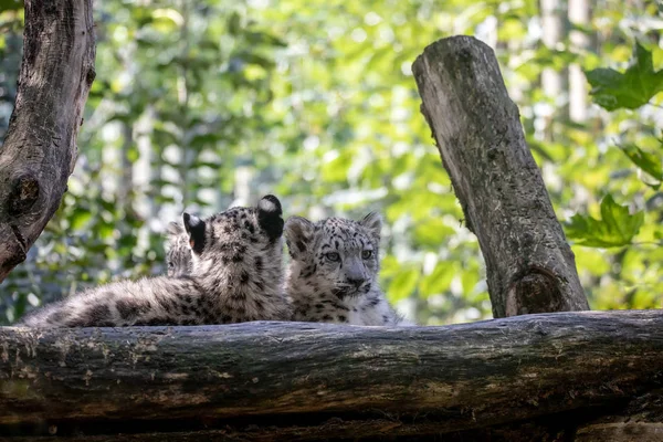 Kitten van Snow Leopard kat, Irbis — Stockfoto