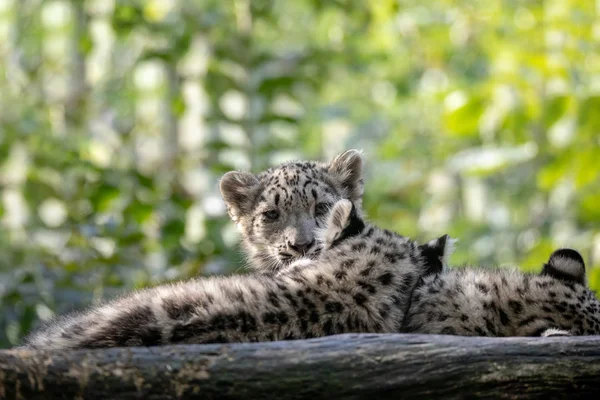 Gatito de Snow Leopard gato, Irbis — Foto de Stock