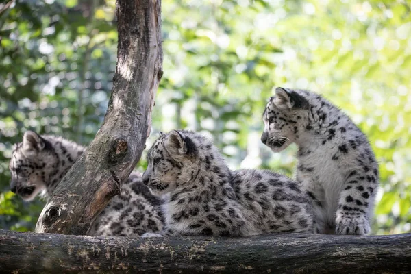 Kitten van Snow Leopard kat, Irbis — Stockfoto