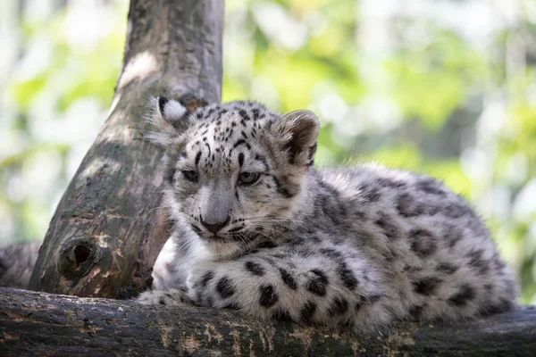 Kätzchen der Schneeleopardenkatze, Irbis — Stockfoto