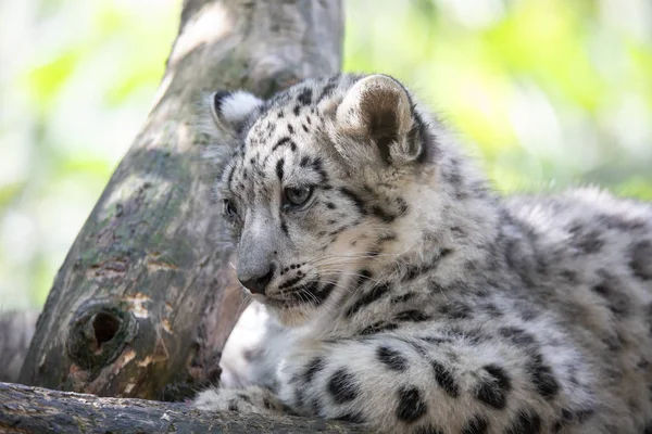 Gattino del gatto leopardo delle nevi, Irbis — Foto Stock