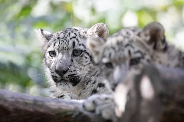 Gatito de Snow Leopard gato, Irbis — Foto de Stock