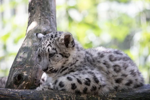 Kitten van Snow Leopard kat, Irbis — Stockfoto