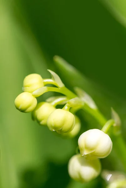 Lelietje-van-dalen in lentetuin — Stockfoto