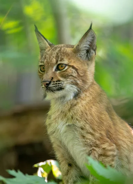 Lindo gatito pequeño de lince — Foto de Stock