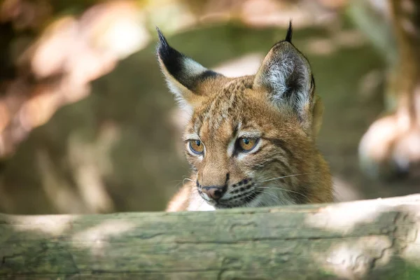 Lindo gatito pequeño de lince — Foto de Stock