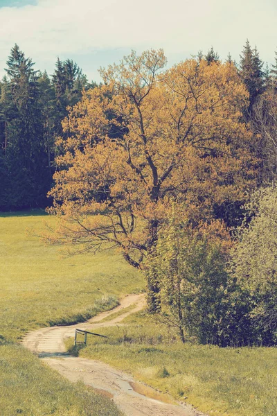 Çayırlar yanında ağaçları ile kırsal yolu — Stok fotoğraf