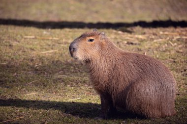 Capibara, hydrochoerus hydrochaeris