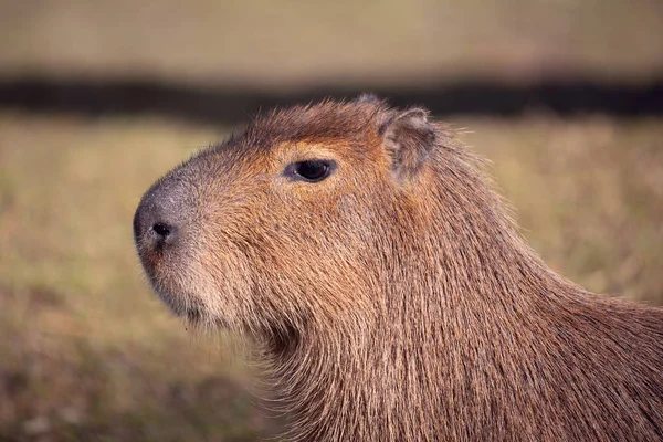 Kapybara, hydrochoerus hydrochaeris — Stockfoto