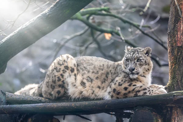 Гарний білий кіт Snow Leopard, ІРБІС — стокове фото