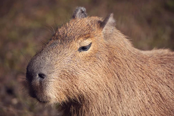 Capybara, Hydrochoerus hydrochaeris — Photo