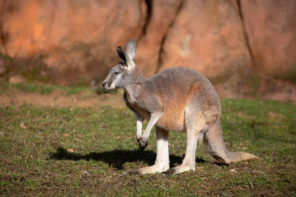 Red kangaroo, Megaleia rufa