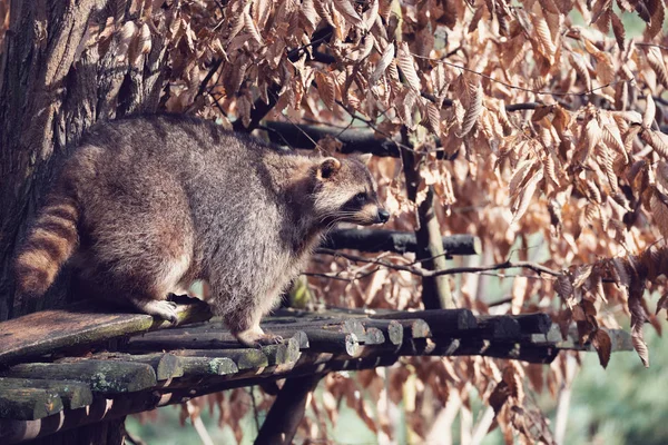 Retrato de mapache norteamericano — Foto de Stock