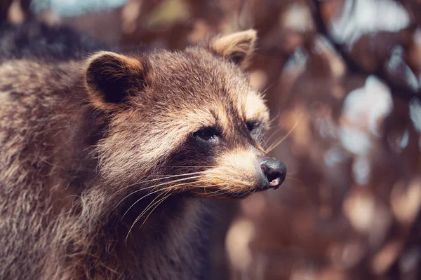 Retrato de mapache norteamericano — Foto de Stock