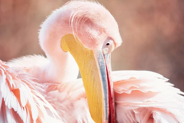 Great White Pelican — Stock Photo, Image