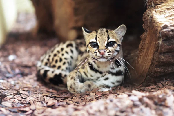 Margay, Leopardus wiedii, a rare South American cat — Stock Photo, Image