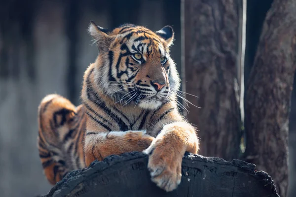 Sumatraanse tijger, panthera tigris sumatrae — Stockfoto