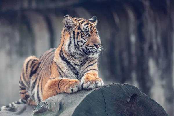 Sumatraanse tijger, panthera tigris sumatrae — Stockfoto