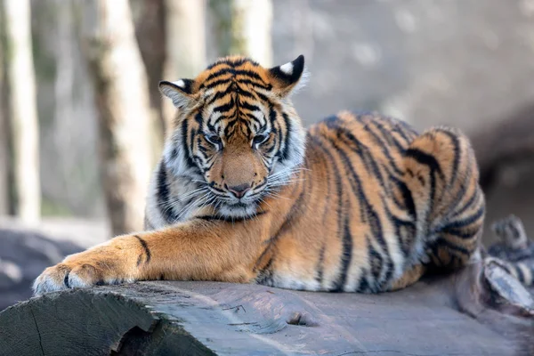Sumatra-Tiger, Panthera tigris Sumatra — Stockfoto
