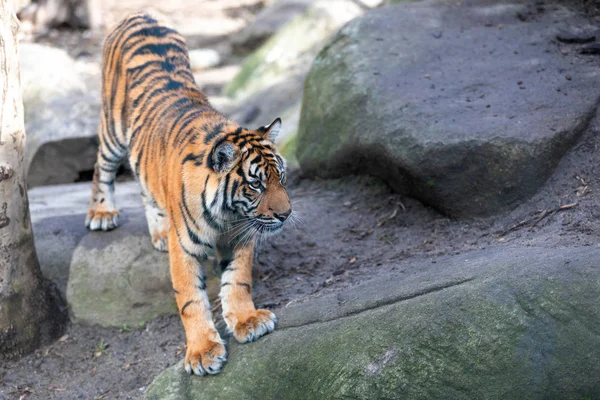 Sumatra-Tiger, Panthera tigris Sumatra — Stockfoto