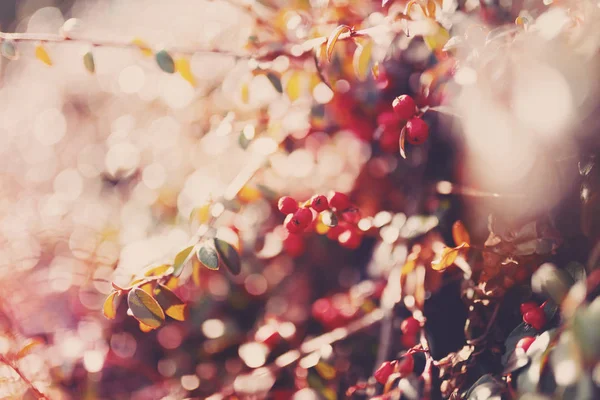 Herbst rote Gaultheria Hintergrund — Stockfoto