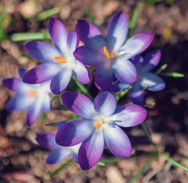 Spring flowers crocus in garden — Stock Photo, Image