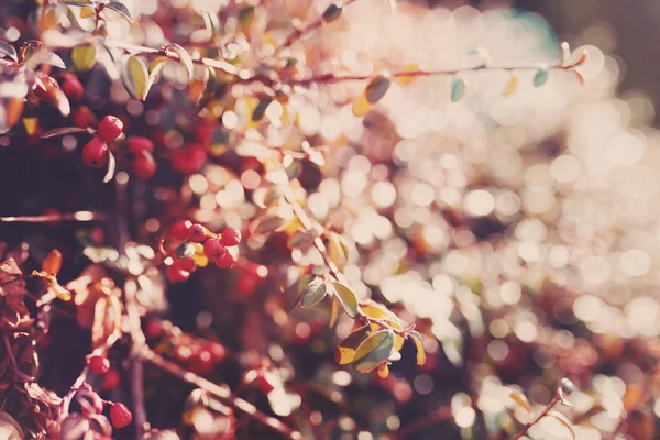 Autumn red gaultheria background — Stock Photo, Image