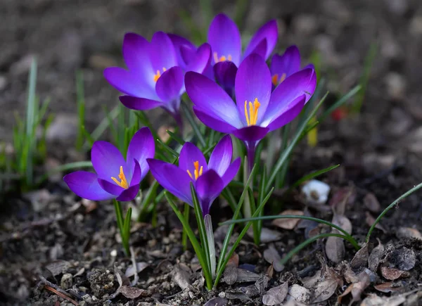 Spring flowers crocus in garden — Stock Photo, Image