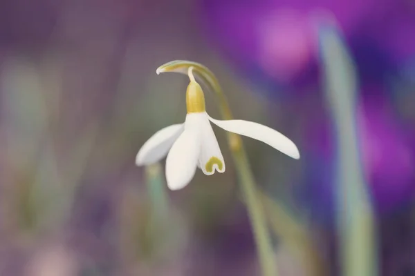 Άνοιξη λουλούδι λευκόιο Galanthus — Φωτογραφία Αρχείου