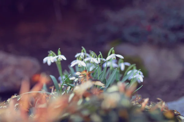 Άνοιξη λουλούδι λευκόιο Galanthus — Φωτογραφία Αρχείου