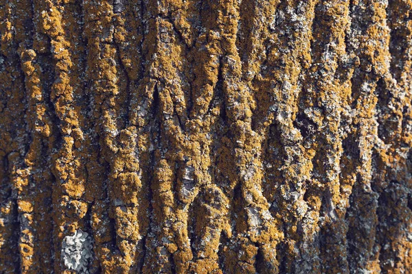 樹皮のテクスチャパターン — ストック写真
