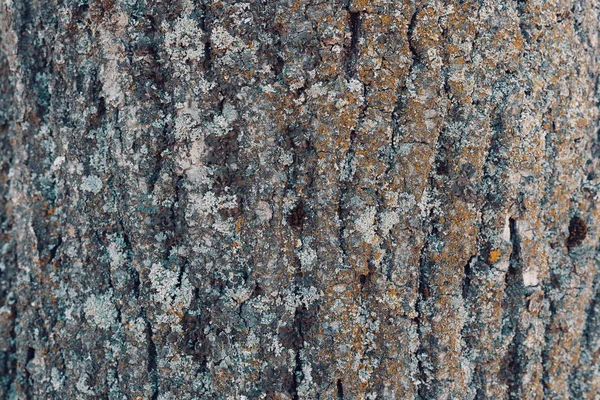 Árbol corteza textura patrón — Foto de Stock