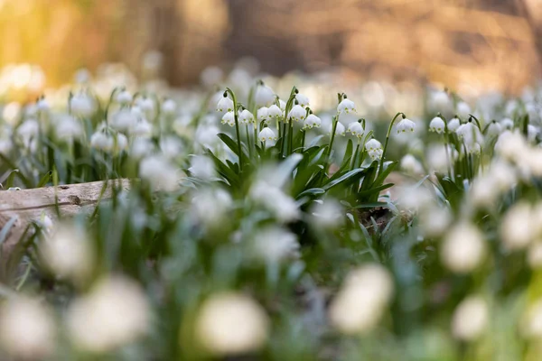 Λευκή άνοιξη λουλούδια νιφάδα χιονιού Leucojum — Φωτογραφία Αρχείου