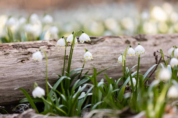 Bílé květy bledule jarní Leucojum — Stock fotografie