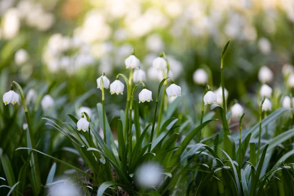 Witte lente bloemen sneeuwvlok Leucojum — Stockfoto