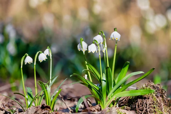 Bílé květy bledule jarní Leucojum — Stock fotografie