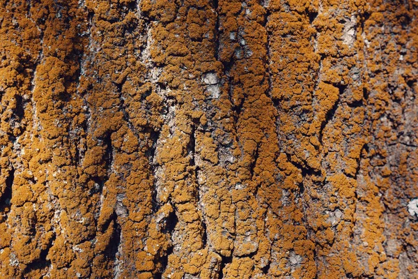 樹皮のテクスチャパターン — ストック写真