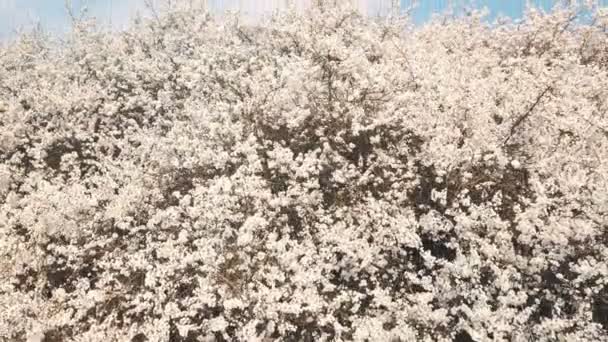 Cámara moviéndose sobre el árbol floreciente primavera — Vídeo de stock