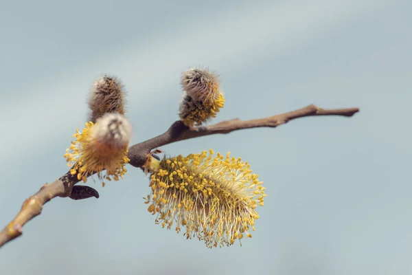 Brindille fleurie Saule pleureur — Photo