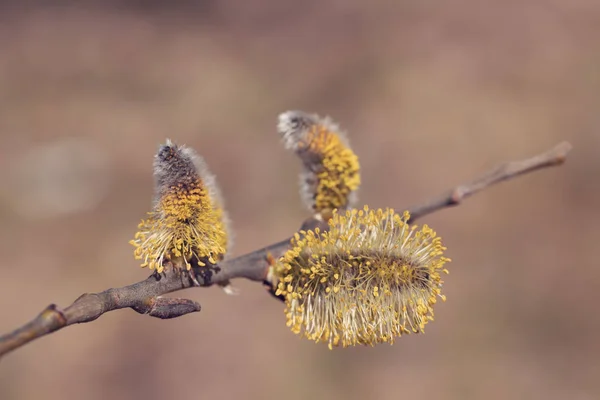 Brindille fleurie Saule pleureur — Photo